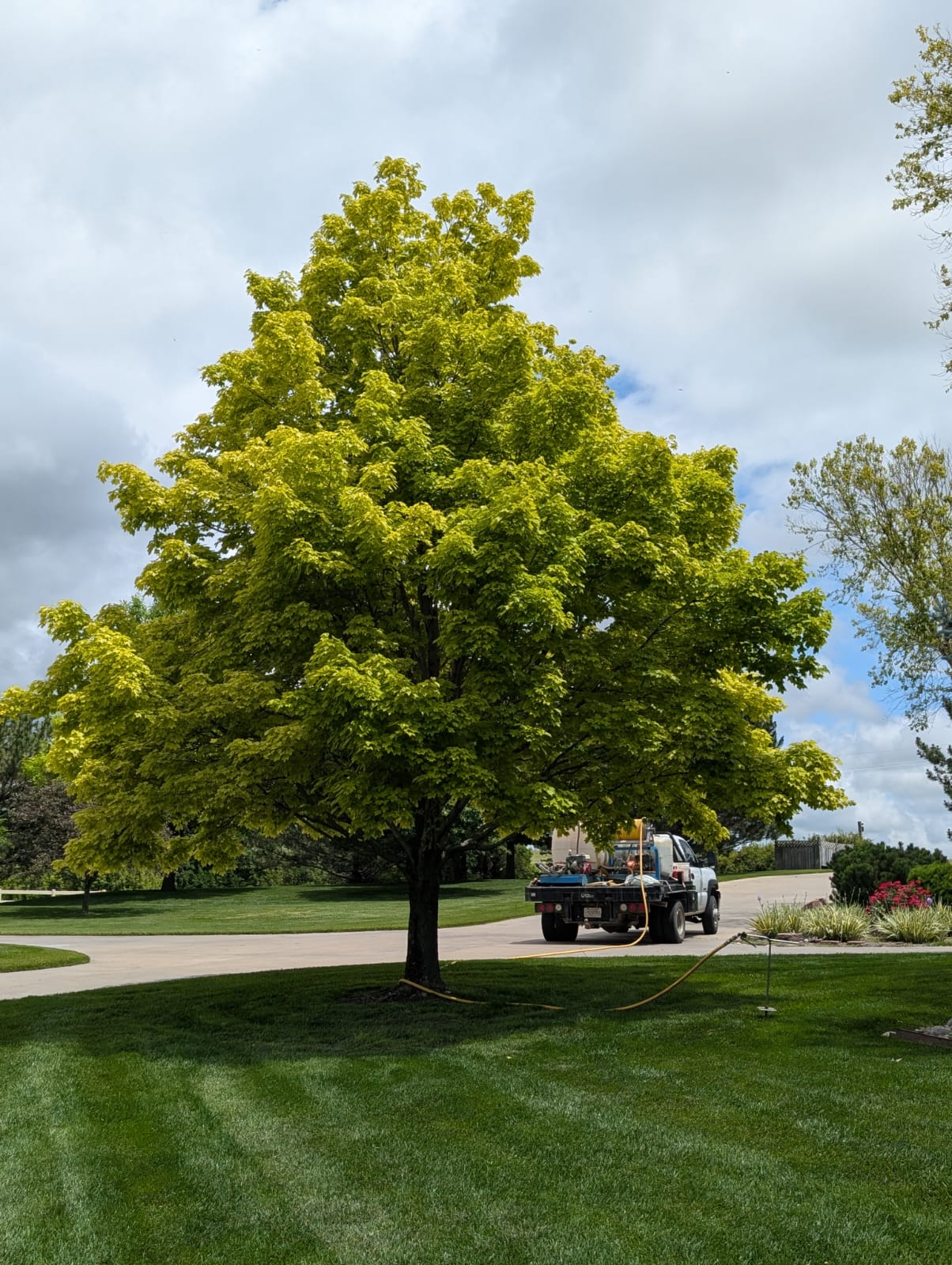 Deep root fertilizing trees
